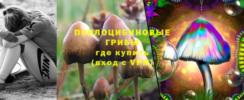 Псилоцибиновые грибы Psilocybine cubensis  блэк спрут сайт  Тайга 